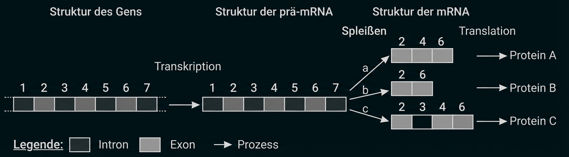 Schematische Darstellung: Gen mit Introns/Exons, Transkription und alternatives Spleißen zu drei mRNAs, die Proteine A–C ergeben.